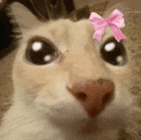 Happy cat